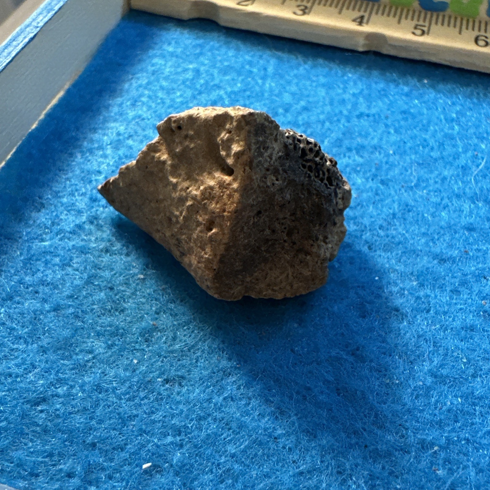 Ankylosaurus Extinct Dinosaur Partial Armor Scute Fossil in Display Case