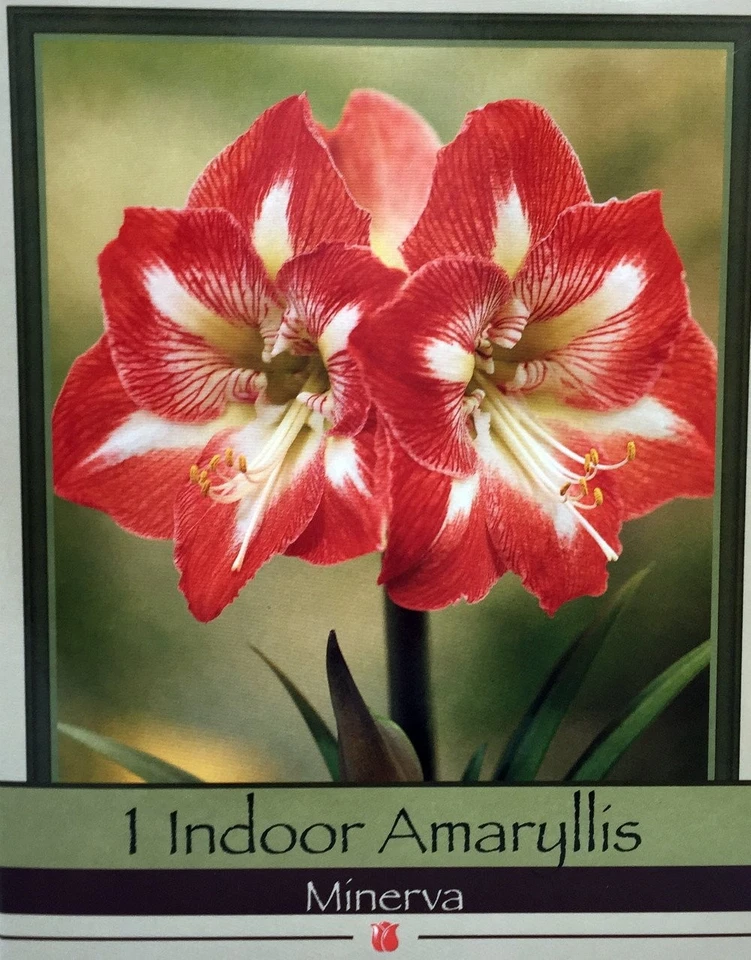 Amaryllis Kit: Minerva + Plastic Pot/Soil/Bulb - Large Bulb 26/28 cm -Netherland - Image 3 of 4