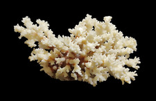 Corallo bianco naturale usato per acquario 21 x 17 x 10 cm e peso di 710 grammi