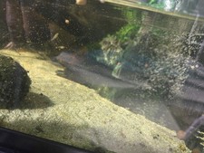 10 4 Feeder Guppys Live Fish Food Aquarium