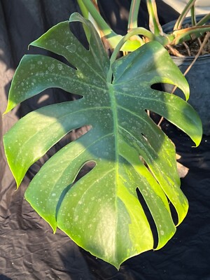 HUGE 10-leaf VARIEGATED Monstera AUREA Golden mint Variegation