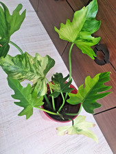 Philodendron Radiatum variegata Baby- Pflanze* no monstera-caramel- ilsemanii