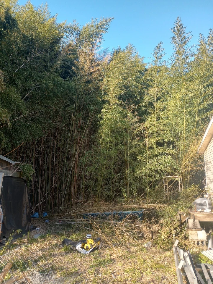 10 palos artesanales de bambú de 12" de diámetro de 1 1/2" para decoración a granel de 1' de largo Foto 2 de 4