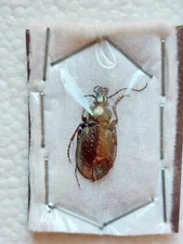 1 ex. Carabus billbergi ??? Carabidae,