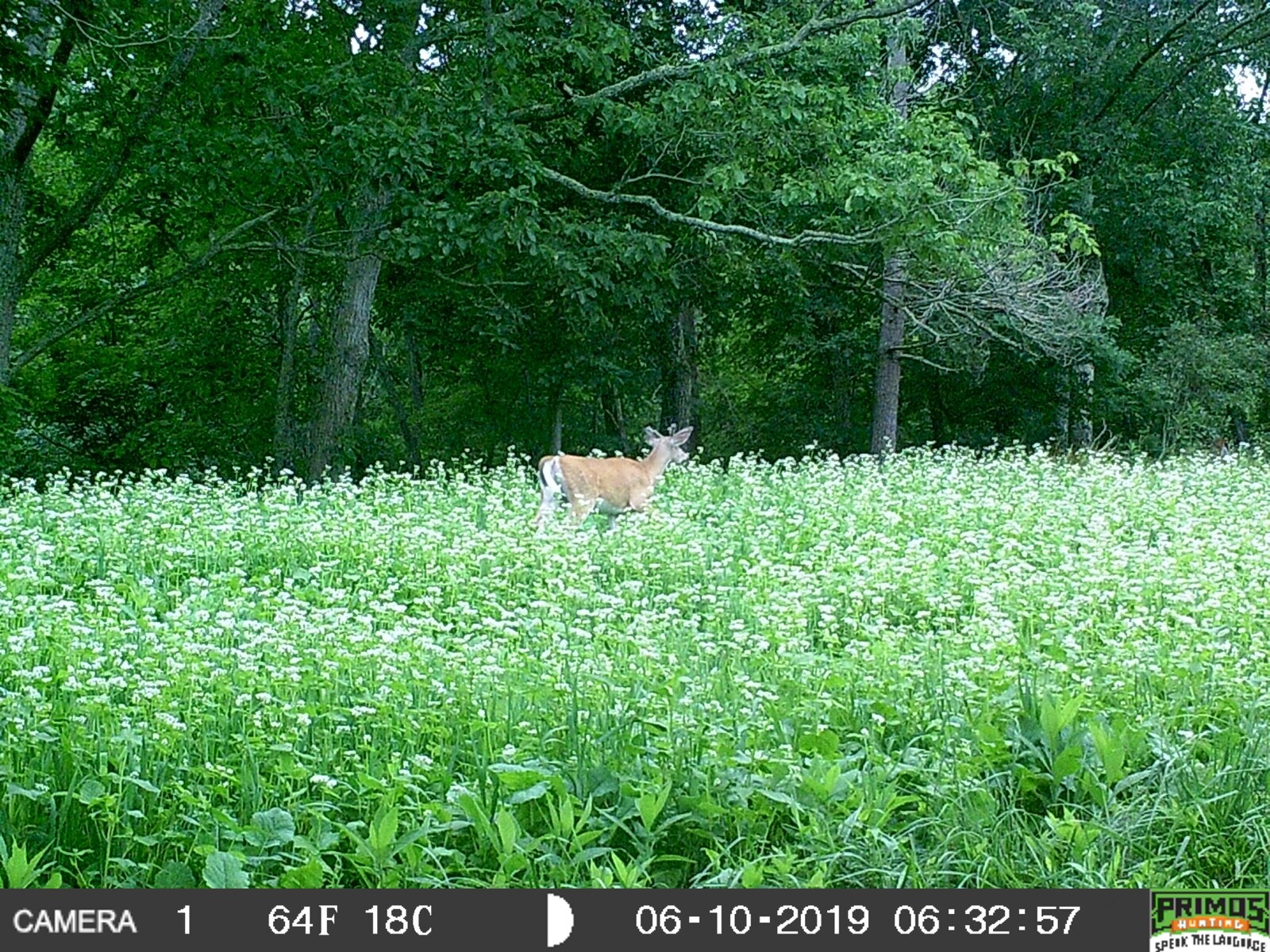 Deer Food Plot Seed Trophy Rack Deer Mix Winter Fall 10 lbs eBay