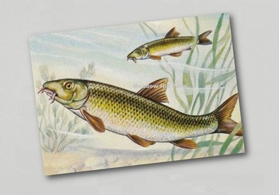 Kühlschrankmagnet Barbel Vintage Art Karpfen Rotauge Fisch. Stillwater Friedfischangeln (1)