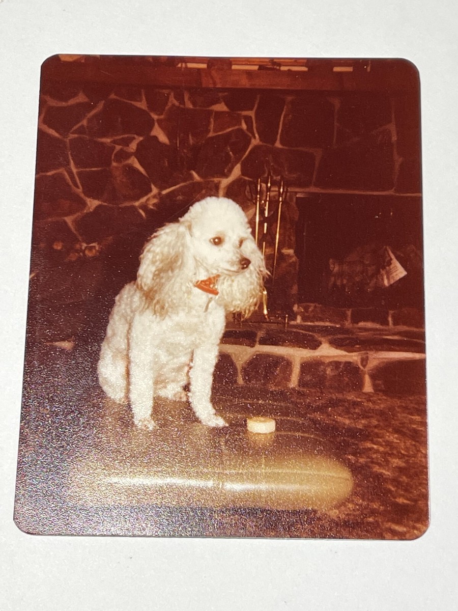 * vintage dog ୨୧ * モコモコ ホワイトの プードルちゃん vintage dog ୨୧ * モコモコ ホワイトの プードルちゃん - メルカリ