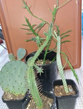 Bulk Cactus Euphorbia