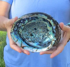 7 inch Abalone shell, Green Abalone, Seashells #50595
