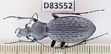 D83552. Insects, Beetles, Carabidae: Carabus sp. Vietnam Central. 2000m. A2
