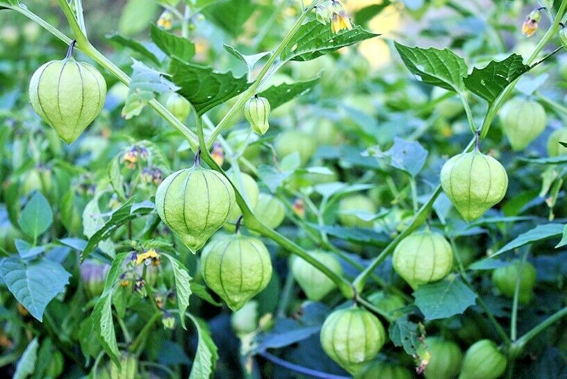 101+TOMATILLO GIGANTE Seeds Organic Summer Vegetable Garden Container Easy Grow eBay