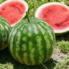 45 Sugar Baby Watermelon Seeds - Heirloom, Non-GMO Fruit Seed for Planting