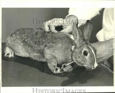 1986 Press Photo Man holds Rabbit with Collar and Leash - noc33771