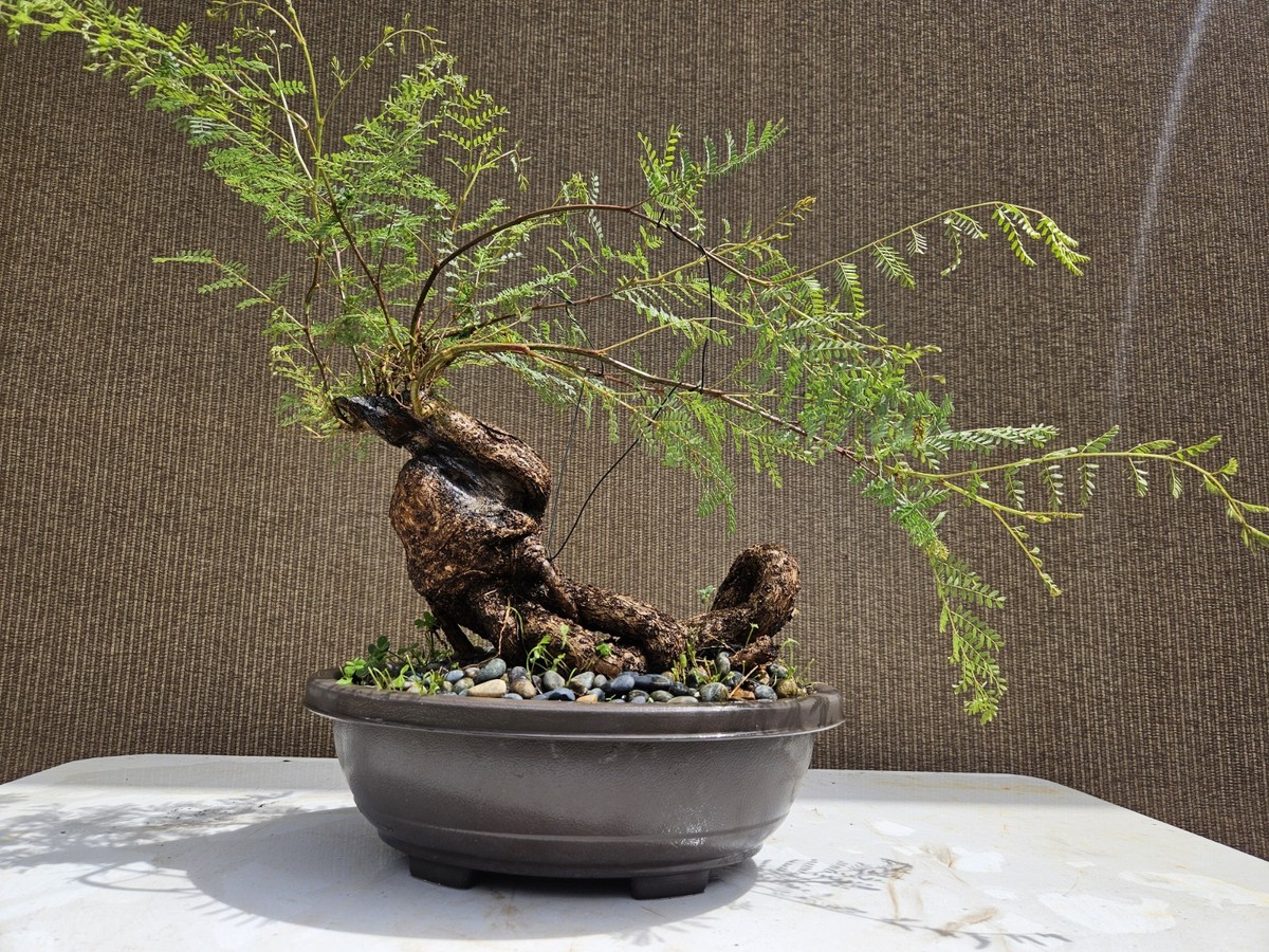 indoor plant store near me Corpus Christis Indoor Plant Shop  Planted CCTX