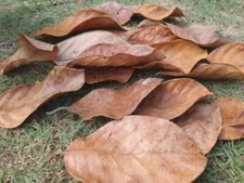 60 Pcs Dried Jack Fruit Leaves Organic Bio Film Shrimp Aquarium Ceylon Natural