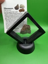 Real Fossil Dino Extinct Dinosaur Bone Fossil with Display Case