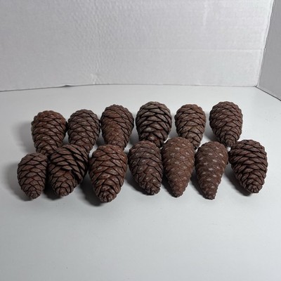 Natural Pine Cones Lot 13 for Crafts, Rustic Decor, and Crafting 2 1/4 - 3 1/4 