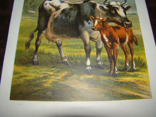 Original Antique Color Litho Book Plate Print Guernsey Milk Cow & Calf - Pasture - Picture 5 of 6