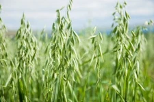 Oat Seeds For Sprouting Catgrass Fodder Grains Cover Crop Hay Coker NON-GMO
