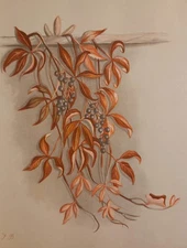 Vintage Virginia Creeper Vine Fall Color Original 1880s Chromolithograph...