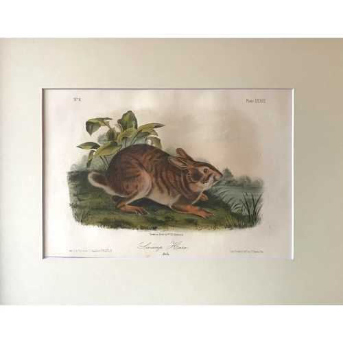Original Antique Audubon Lithograph Print Titled Swamp Hare Circa 1851 Rabbit - Picture 2 of 5