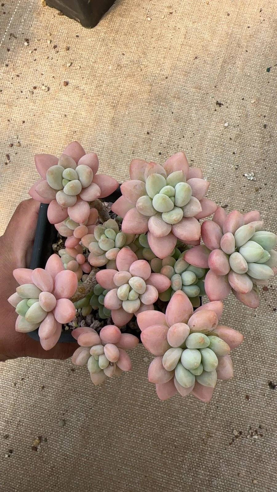 Picture 1 of 2