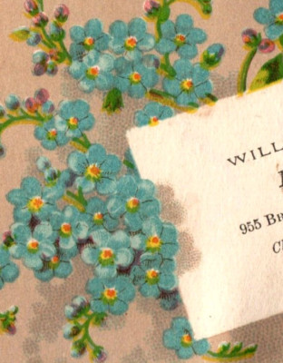 1870s-80s William H. Brower Floral Artist Cut Flowers P74