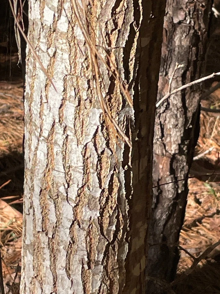 Lily of the Valley Sourwood Seeds (Oxydendrum arboreum) | Honey Bee Tree bonsai - Image 4 of 4