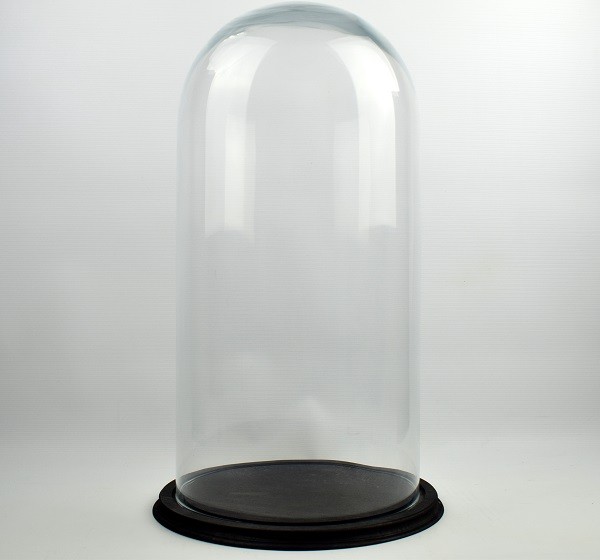 Clear Circular Glass Dome With Black Vintage Wooden Base H:50x 25 cm