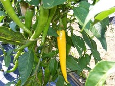 25 Seeds Golden Cayenne Pepper Seeds Garden Starts