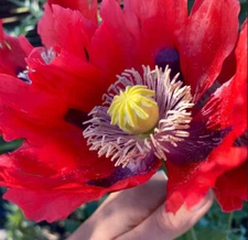 1,500 Giant Red Breadseed Poppy Seeds - P. Somniferum - Huge Scarlet Red Blooms