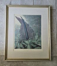 DR. ROBERT THORNTON British LIM ED Hand Colored Botanical Etching
