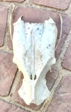 Animal Bones Nature Cleaned Real Authentic Turkey Bones. L553