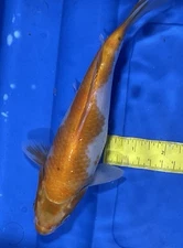 10-inch Kohaku Koi, Black Swamp Koi Farms