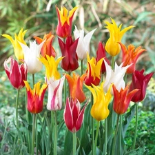 Easy to Grow Tulip Lily Flowering Mix 30 Plant Bulbs, Spring Flowers Zones 3-8