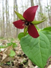 Red Trillium (Trillium Erectum) Bulbs | Bare-root