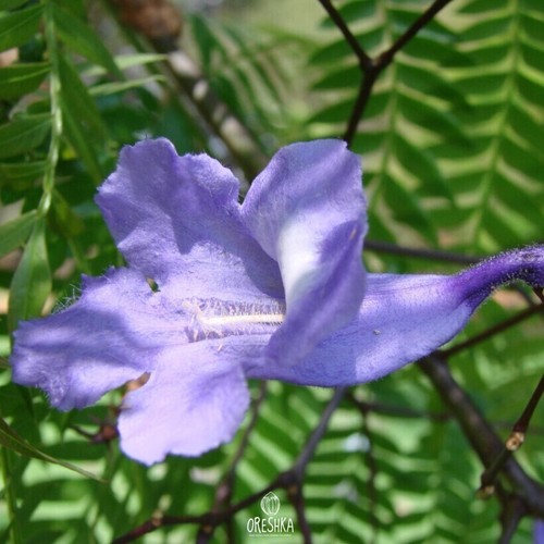 Jacaranda 30 PCS fresh seeds, Tree seeds - Picture 3 of 3