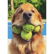 Avanti Press Golden Retriever With Mouthful Of Tennis Balls Funny Birthday Card