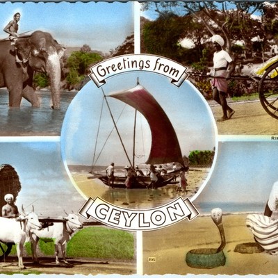 c1950s Greetings from Ceylon Postcard Elephant Rickshaw Bullock Snake Charmer