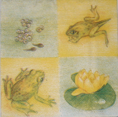3 Servietten ~ MOLCA Frosch Seerosen Kaulquappen selten sammeln