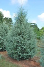 Carolina Sapphire Arizona Cypress Tree - Live Plant - ( 1 QT )