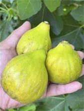 Fico Bianco Siciliano Cutting, At Least 3 Nodes and Over 8 Inches Long