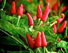 30 Tabasco Hot Pepper Seeds Heirloom Non-Gmo Red Chili Spicy, Rich Flavor