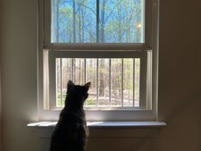 Wood Window Guard Pet Safety Barrier Custom Sizes