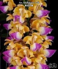 Aerides houlletiana x sib