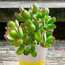 Bear Paws Plant (Cotyledon tomentosa) Succulent - Unrooted Stem Cutting X2