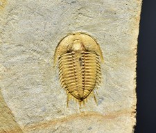 BEST Leishuia Damesellid Trilobite, RARE!! Fulu Lagerstatte, Upper Cambrian