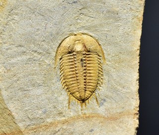 BEST Leishuia Damesellid Trilobite RARE!! Fulu Lagerstatte Upper Cambrian