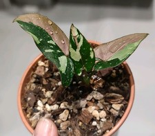 RARE  SYNGONIUM Red Spot TRICOLOR White/Pink Variegated Young Established Plant