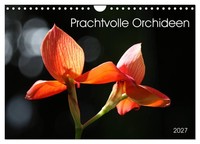 "Calendar 2027 · US Version · Magnificent Orchids (Wall Calendar 2027 12\" × 8\" La"